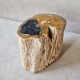 Bois fossile - tronc