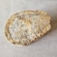 Bois fossile - tronc