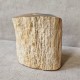 Bois fossile - tronc