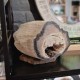 Bois fossile - tronc
