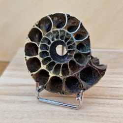Ammonite pyritisée