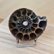 Ammonite pyritisée