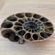 Ammonite pyritisée