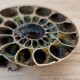 Ammonite pyritisée