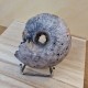 Ammonite pyritisée