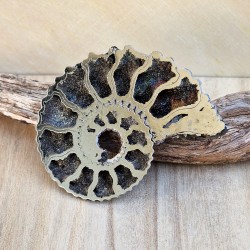 Ammonite pyritisée