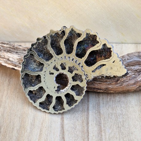 Ammonite pyritisée