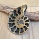 Ammonite pyritisée