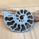 Ammonite pyritisée