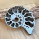 Ammonite pyritisée
