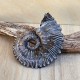 Ammonite pyritisée