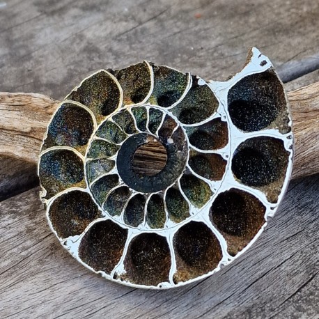 Ammonite pyritisée