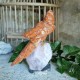 Caclcite - oiseau