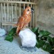 Caclcite - oiseau