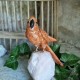 Caclcite - oiseau