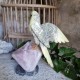 Caclcite - oiseau