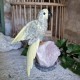 Caclcite - oiseau