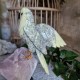 Caclcite - oiseau