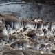 Obsidienne à bulles