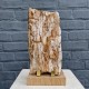 Bois fossile de Belgique