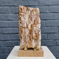 Bois fossile de Belgique