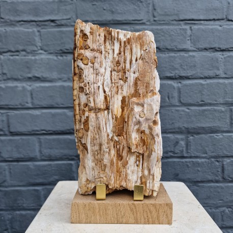Bois fossile de Belgique