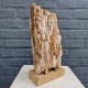 Bois fossile de Belgique