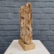 Bois fossile de Belgique