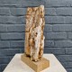 Bois fossile de Belgique