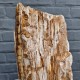 Bois fossile de Belgique