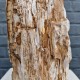 Bois fossile de Belgique