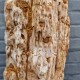Bois fossile de Belgique