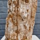 Bois fossile de Belgique