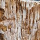 Bois fossile de Belgique