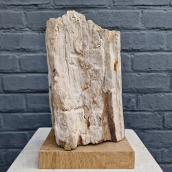 Bois fossile de Belgique