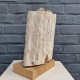 Bois fossile de Belgique
