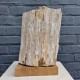 Bois fossile de Belgique