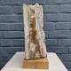 Bois fossile de Belgique