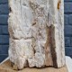 Bois fossile de Belgique