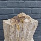 Bois fossile de Belgique