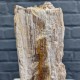 Bois fossile de Belgique