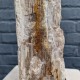 Bois fossile de Belgique