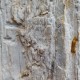 Bois fossile de Belgique