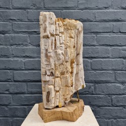 Bois fossile de Belgique