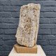 Bois fossile de Belgique