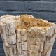 Bois fossile de Belgique