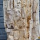 Bois fossile de Belgique