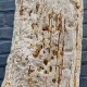 Bois fossile de Belgique