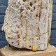 Bois fossile de Belgique