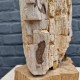 Bois fossile de Belgique